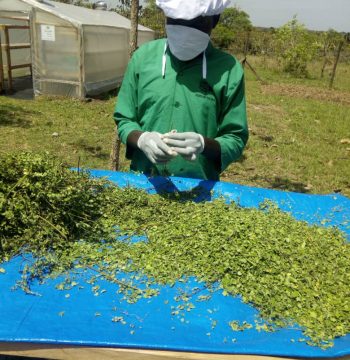 Moringa Value Chain Development for Food Security and Sustainable Livelihoods in Northern Uganda Project